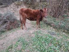 Продается годовалый теленок