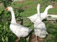 Продаю гусей. 2--мальчика.. одна девочка. У.2500--т.р.каждый .по отдельности не продаю ..всё вместе..