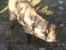 Прадаю парасёнка 