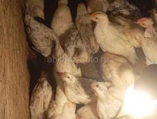 Цыплята месячные