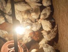 Цыплята месячные