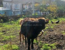 Продаётся бычок 