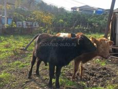 Продаётся бычок