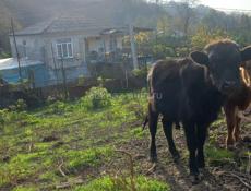 Продаётся бычок