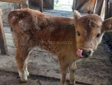 Продаётся бычок