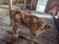 Продаётся бычок