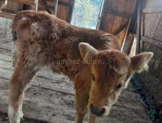 Продаётся бычок