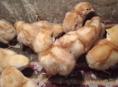В продаже циплята 