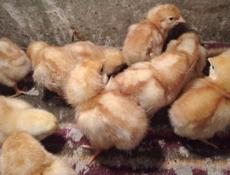 В продаже циплята 