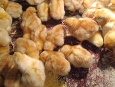 В продаже циплята