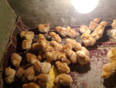 В продаже циплята