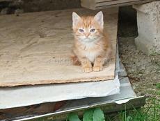 Отдам в добрые руки