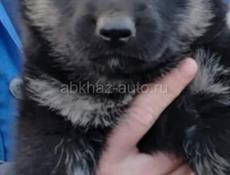 Немецкие овчарки