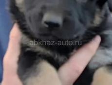 Немецкие овчарки