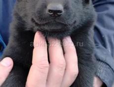 Немецкие овчарки