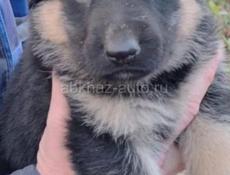 Немецкие овчарки