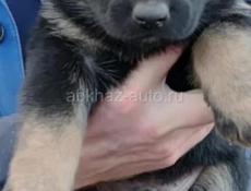 Немецкие овчарки