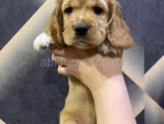 Щенки Спаниель 💞💞💞💞💞💞💞