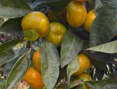 Перевозка груза в Москву