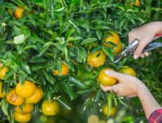 Пойдем на сбор мандарин