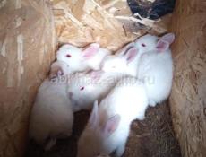 Кролики больших пород.