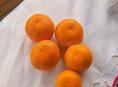 Мандарины 