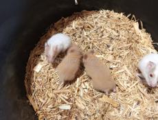 Хомяки, сирийский и джунгарские.