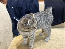 Продам кошку шотландскую веслоухую срочно очень игривая добрая срочно