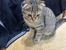 Продам кошку шотландскую веслоухую срочно очень игривая  добрая срочно 