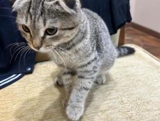 Продам кошку шотландскую веслоухую срочно очень игривая добрая срочно