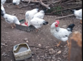 Продам Курей домашних живых и чищеных 