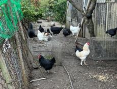 Продам Курей домашних живых и чищеных 