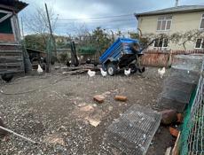 Продам Курей домашних живых и чищеных 