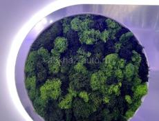 Стабилизированный мох 