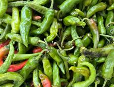 Острый перец зеленый