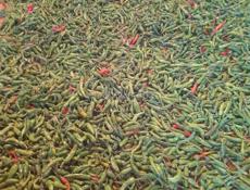 Зелённый перец 200кг  100р/кг