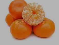 Пойдём на сбор мандаринов!