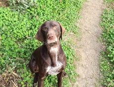 Продам собаку 