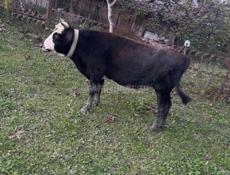 2 быка от 140-160кг 