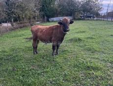 2 быка от 140-160кг 