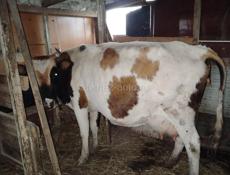 Продам телочку,вчера родилась,корова молочная,цена теленка 15 тыщ..корова не продается.