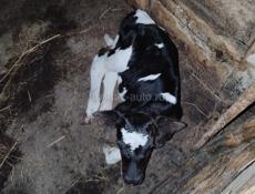 Продам телочку,вчера родилась,корова молочная,цена теленка 15 тыщ..корова не продается.
