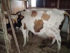 Продам телочку,вчера родилась,корова молочная,цена теленка 15 тыщ..корова не продается.