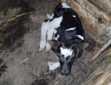 Продам телочку,вчера родилась,корова молочная,цена теленка 15 тыщ..корова не продается.