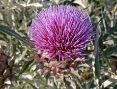 Услуги медсестры