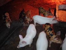 Продам поросят