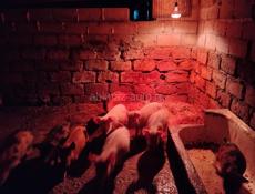 Продам поросят