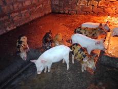 Продам поросят