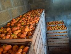 Мандарины 1 тонна