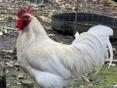 Продаю Петухов 
